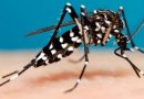 Dengue. 60% de la población acusa a Milei por el paupérrimo accionar en el trtatamiento de la epidemia.