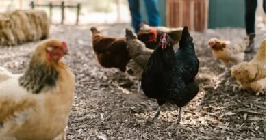 Gripe aviar: SENASA suspendió temporalmente la exportaciones tras un brote en la localidad de Ranchos