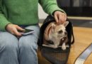 Cómo será llevar mascotas en trenes y micros de larga distancia: requisitos y todo lo que hay que saber