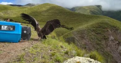 Liberaron dos cóndores andinos en Piedra del Molino