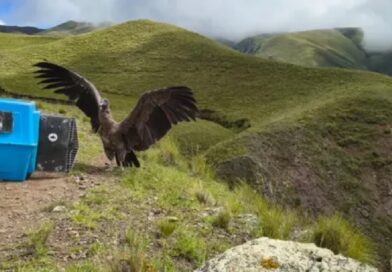 Liberaron dos cóndores andinos en Piedra del Molino