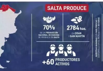 Salta lidera y proyecta al norte argentino como núcleo de la producción nacional de banana