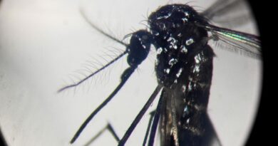 Alerta por un brote de chikungunya en Salta: hay más de 50 casos y confirman la transmisión local