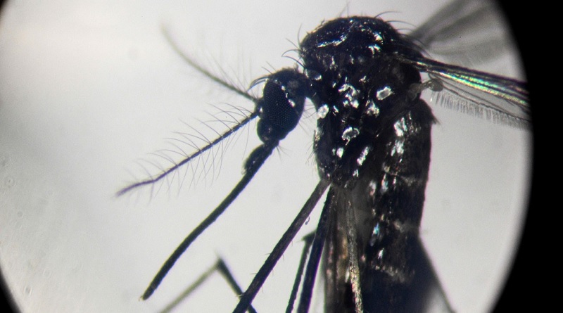 Alerta por un brote de chikungunya en Salta: hay más de 50 casos y confirman la transmisión local