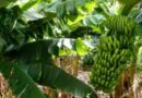 Salta solicitó a Nación una reunión para analizar la nueva normativa bananera